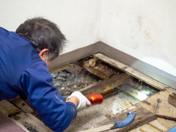 Best Black Mold Removal  in Williamsport, MD