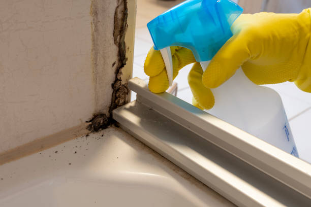 Trusted Williamsport, MD Mold Removal Experts