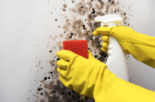 Office Mold Removal Services in Williamsport, MD