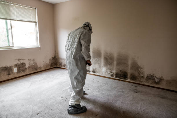 Best Toxic Mold Removal  in Williamsport, MD