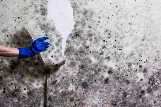 Best Emergency Mold Removal  in Williamsport, MD