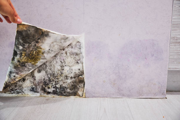 Best Commercial Mold Removal  in Williamsport, MD